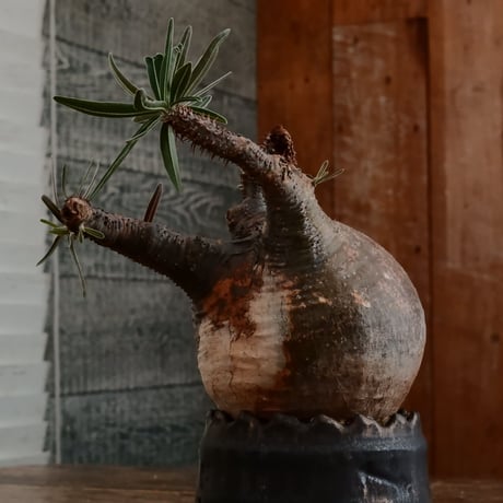 グラキリス - 象牙宮- ［No.171］  ×   根本峻吾 作 S.N POT type.cylinder「 刻印  - kokuin -」3号 植木鉢 笠間焼
