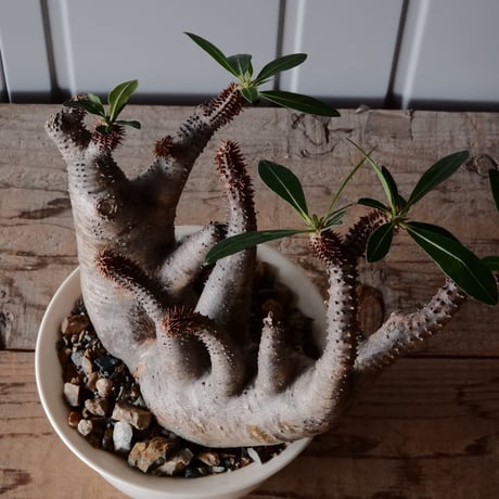 マカイエンセ φ15cm - 魔界玉 -［No.91］  ×  坂本新 作【 LUSTER OVERGLAZE - white pearl - 】 5号 植木鉢 笠間焼