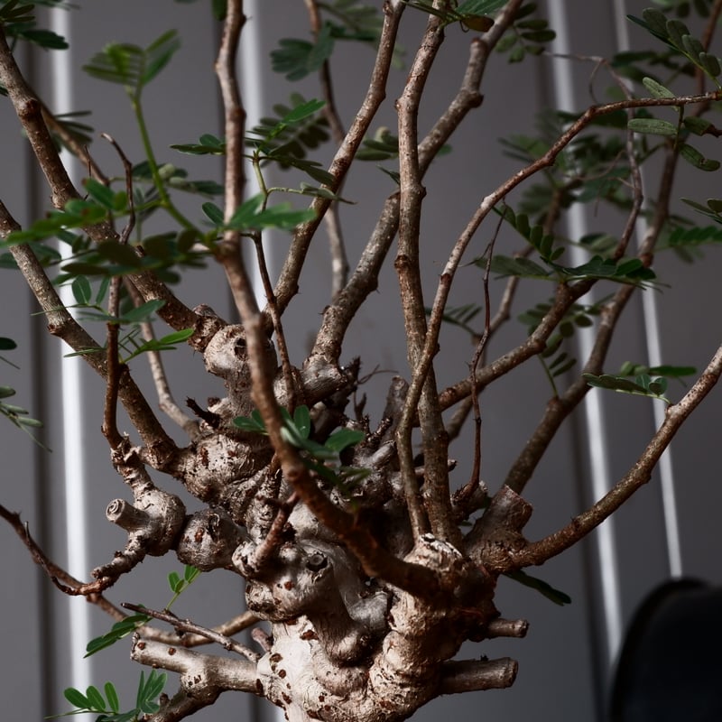 センナ メリディオナリス D.I.P.鉢つき センナ メリディオナリス 輸入株［No.38］ × 松野 然 作 「ZEN