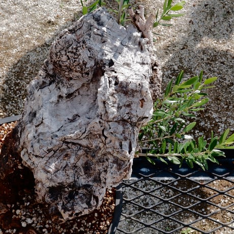 Old Olive 古木オリーブ［No.04］× 10号皿鉢 (φ30cm)