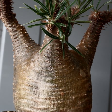 グラキリス φ7.5cm - 象牙宮 -［No.54］  × 磯部祐介 作「 彩 - sai - 」3号 植木鉢 笠間焼