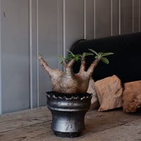 マカイエンセ  φ10cm  - 魔界玉- ［No.43］  ×  松野然 【 ZEN 】3.5号 植木鉢