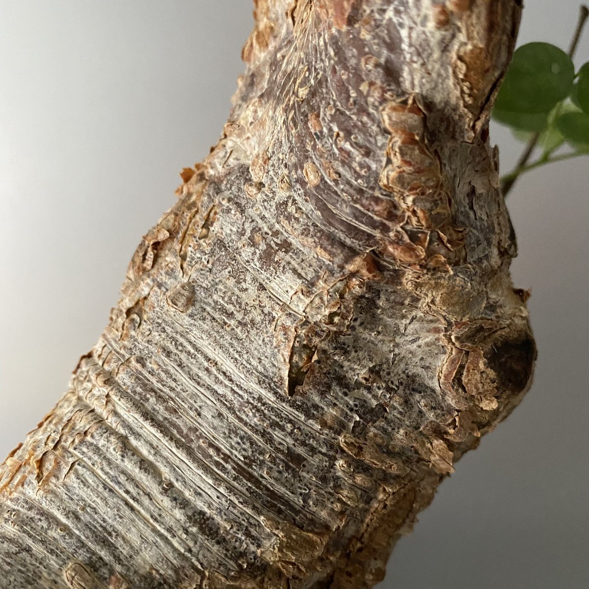デロニクス プミラ 発根済 現地株 BDP-02 | Botanical Holic