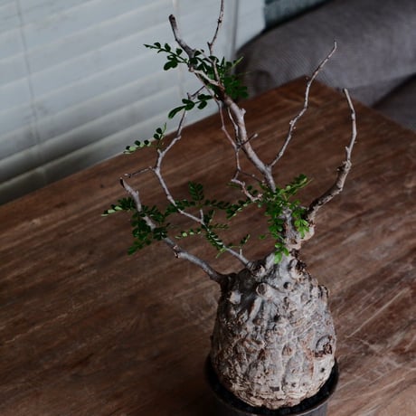オペルクリカリア パキプス φ11cm［No.30］  ×  杉山悠 作 3.5号 植木鉢 笠間焼