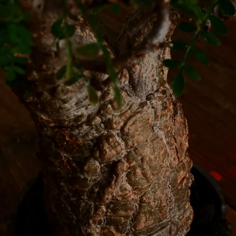 オペルクリカリア パキプス φ7cm［No.11］ × 小野瀬一 作品 3.5号 植木