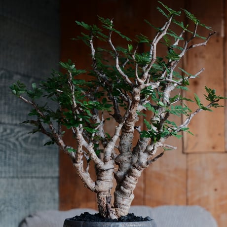 センナ メリディオナリス［No.29］  ×  磯部祐介 作「 鎧 - yoroi - 金剛 tall ver.」4号 植木鉢 笠間焼