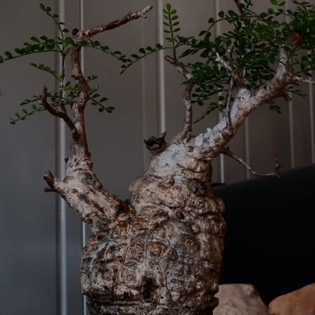 オペルクリカリア パキプス φ 9.5cm［No.6］  × 沖誠 作「Bark / upper spread」 3号 植木鉢 笠間焼