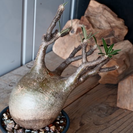 グラキリス φ9.5cm - 象牙宮-［No.26］× 森田昌求 作【 CLAW - BORDER - 】4号 植木鉢 笠間焼