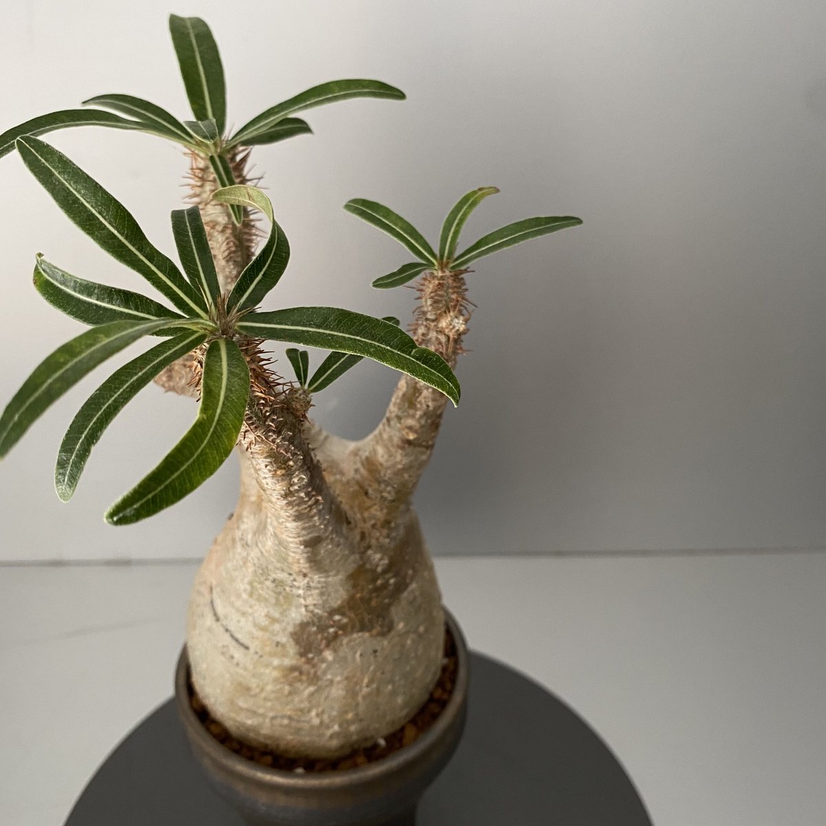 グラキリス専用です fit=scale-down,w=1200