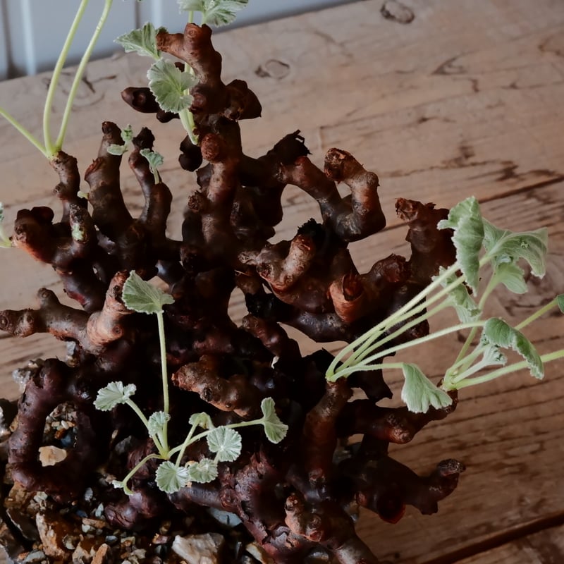 ペラルゴニウム ミラビレ［No.04］ × 松野然 作 【 ZEN 】4号 植木鉢 |