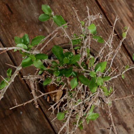 コミフォラ シンプリキフォリア M［No.51］  ×   磯部祐介 作「 瓦 - kawara - " 金剛 tall ver. " 」4号 植木鉢 笠間焼