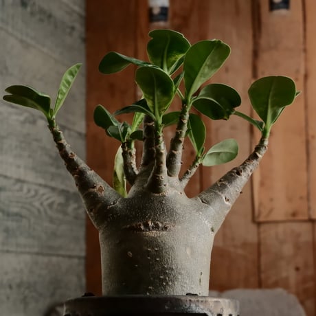 《グリコ》アデニウム アラビカム "ドワーフ " φ6.5cm［No.7］  ×  根本峻吾 作 S.N POT type.normal「 鐡 - kurogane - 」 3号  笠間焼