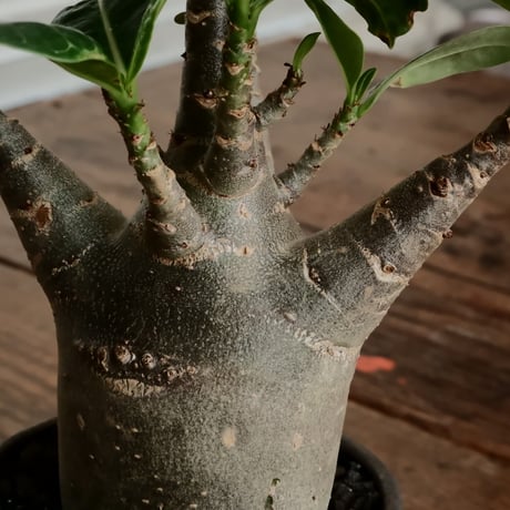 《グリコ》アデニウム アラビカム "ドワーフ " φ6.5cm［No.7］  ×  根本峻吾 作 S.N POT type.normal「 鐡 - kurogane - 」 3号  笠間焼
