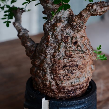 オペルクリカリア パキプス φ8cm［No.31］  ×   根本峻吾 作 S.N POT 「 雷電 - raiden - 」3号 植木鉢 笠間焼