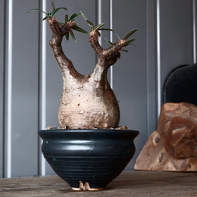 グラキリス φ8.5cm - 象牙宮-［No.54］× 森田昌求 作【 CLAW