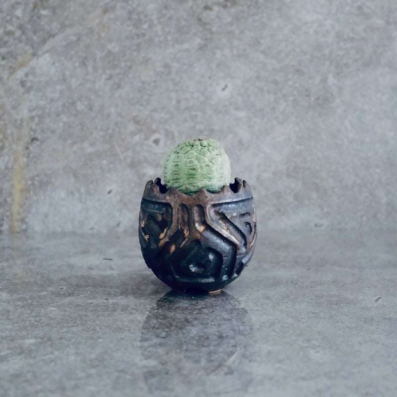 仏頭玉石化　ラリレアキア　カクティフォルメ ラリレアキア カクティフォルメ 仏頭玉 綴化 | NATPARK-STORE