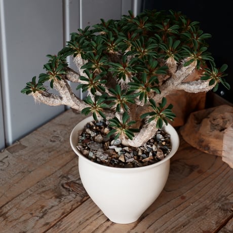 大株 ユーフォルビア ギラウミニアナ 輸入株［No.24］  × 坂本新 作【 LUSTER - white pearl - 】 4.5号 植木鉢 笠間焼