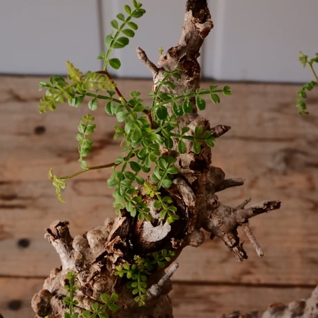 オペルクリカリア パキプス φ11cm［No.24］  × 杉山悠 作 4号 植木鉢 笠間焼