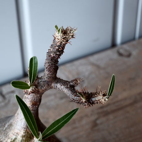 グラキリス φ9.5cm - 象牙宮-［No.26］× 森田昌求 作【 CLAW - BORDER - 】4号 植木鉢 笠間焼