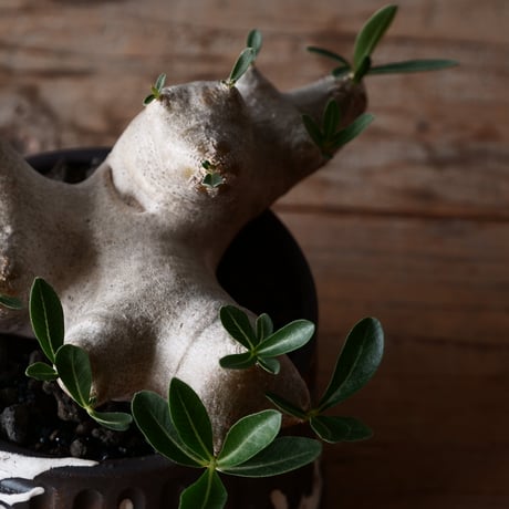 パキポディウム ブレビカリックス 輸入株 発根済［No.8］  × 根本峻吾 作品【 S.N POT type.cylinder「 鐡 / 堕天 ver. 」3.5号 】笠間焼 植木鉢