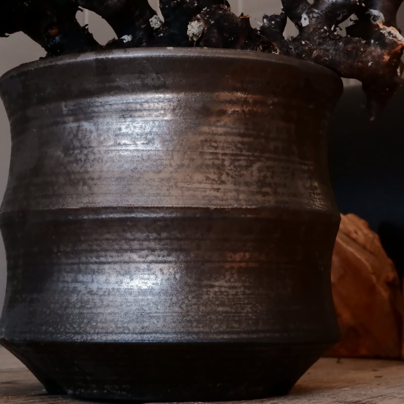 大株 】オトンナ ユーフォルビオイデス ［No.88］ × 松野然