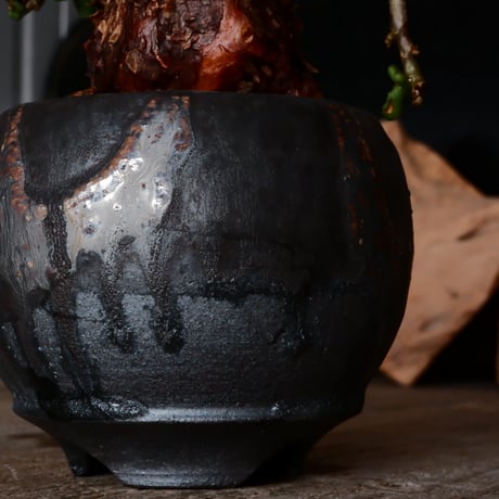 ケラリア ピグマエア［No.75］  × 磯部祐介 作品【 円 - 闇堕ち - 】2.5号 植木鉢 笠間焼
