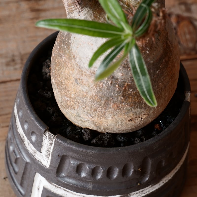 グラキリス現地球 根本峻吾鉢付き グラキリス φ8cm - 象牙宮 - ［No.31