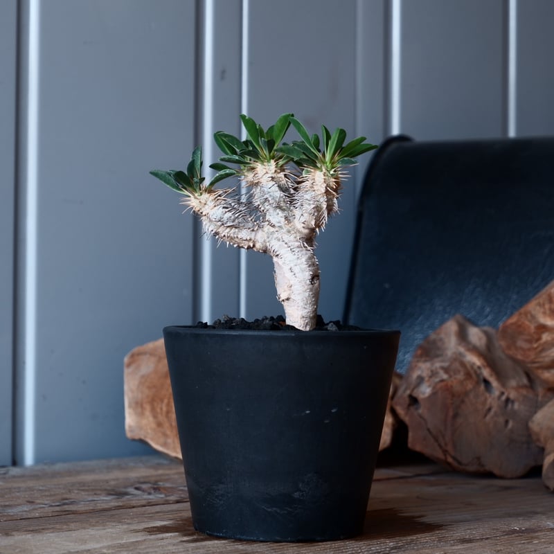 大株☆ユーフォルビア　ギラウミニアナ ユーフォルビア・ギラウミニアナ / 盆栽、多肉植物、塊根植物