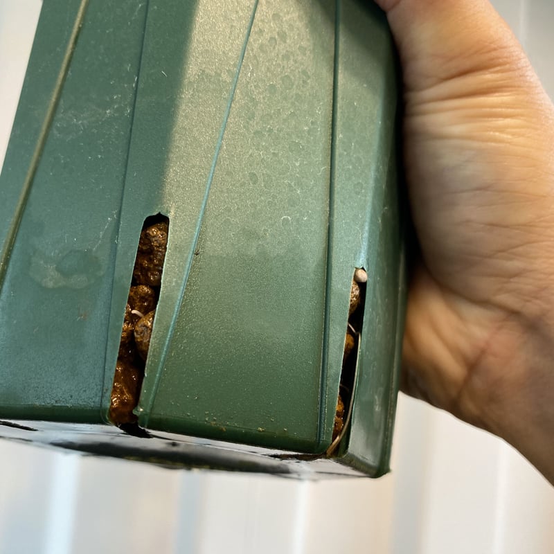 新鮮 良株 発根済 オペルクリカリア パキプス BH-P02 | Botanical Holic