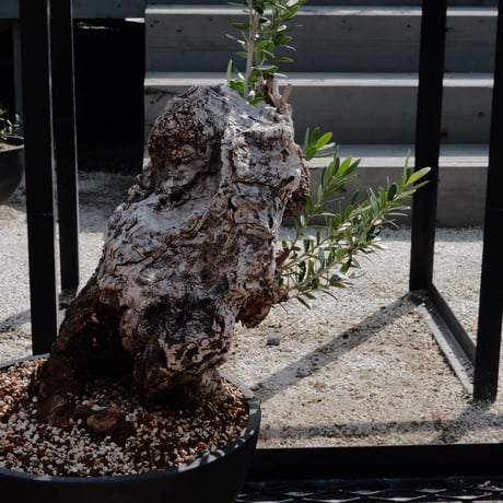 Old Olive 古木オリーブ［No.04］× 10号皿鉢 (φ30cm)