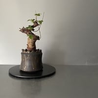 コミフォラ オルビクラリス 発根済 BCO-02 × S.N.Pot "土管" - crown - 3号鉢［作家  "根本峻吾"］