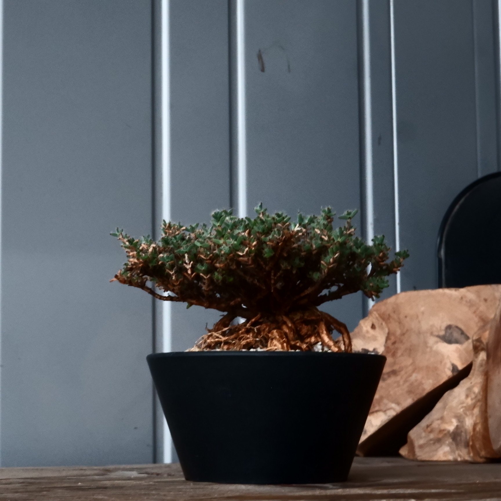 パキポディウム グラキリス　タコ型キメラ /長谷川ナーセリー トリコディアデマ ブルボスム 姫紅小松［No.05］ 長谷川ナーセリー 4号
