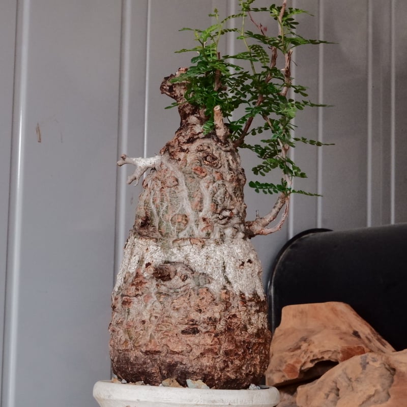 あ*ん様 オペルクリカリア パキプス 現地球 白肌 発根済 塊根植物 あ*ん様 オペルクリカリア パキプス 現地球 白肌 発根済 塊根植物