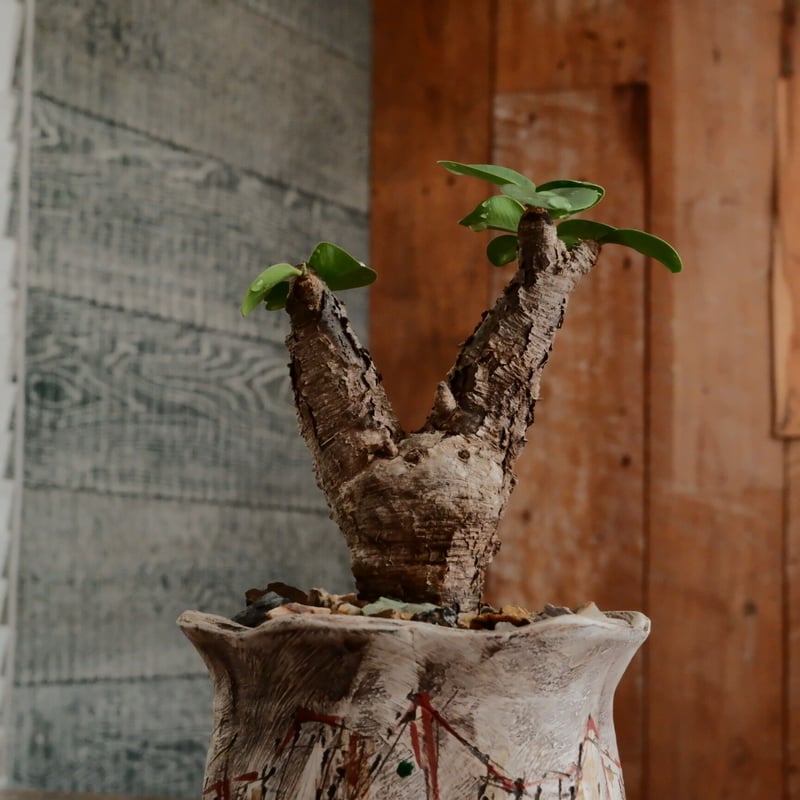 【現地球／発根済】ユーフォルビア　イトレメンシス　ODDROOTS管理株 Euphorbia itremensis 【発根済み】〈幹幅4.5cm〉 | QSPLANT