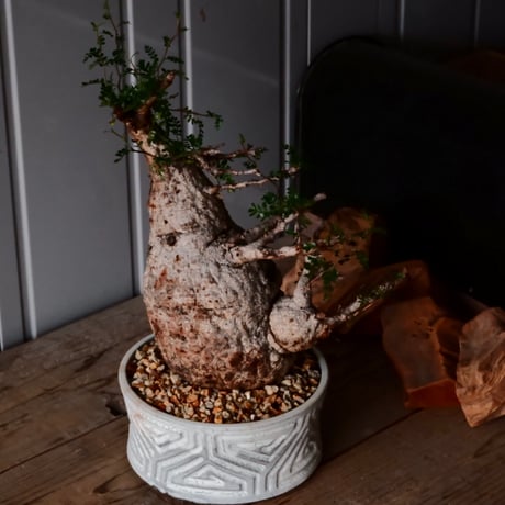 大株 オペルクリカリア パキプス φ 18cm ［No.34］  ×   根本峻吾 作 S.N POT  type.slim-low「 月光ノ鐵 」 7号 植木鉢