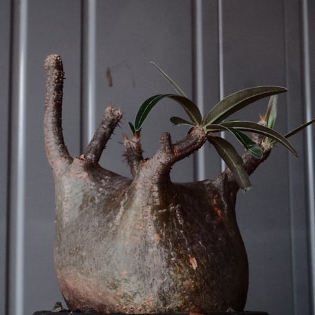 グラキリス φ9.5cm - 象牙宮 -［No.99］  × 磯部祐介 作「 円 - en - "闇落ち "」3.5号 植木鉢 笠間焼