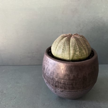 輸入株 オベサ 6.0cm OB-01  ×【 ISOBE - BACHI 】"丸壺型" 笠間焼 2.5号鉢 ［作家 磯部祐介］