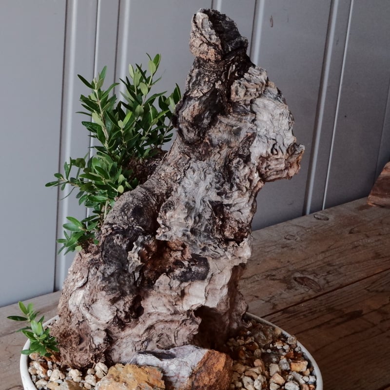 Old Olive 古木オリーブ［No.06］× 根本峻吾 作品【 S.N POT