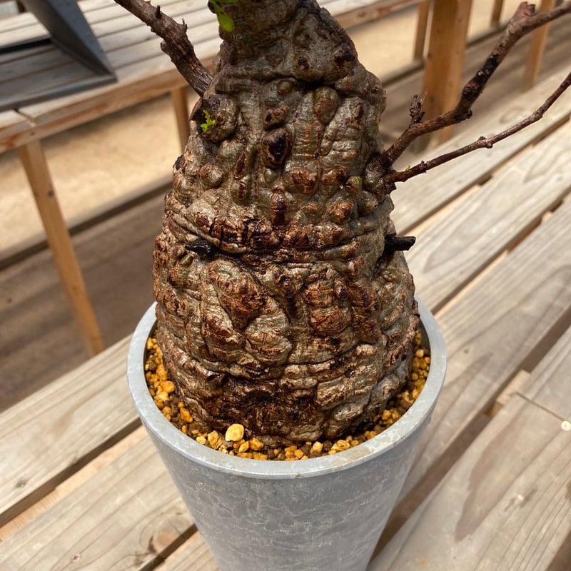 発根済【 オペルクリカリア パキプス Operculicarya pachypus 】BHP-