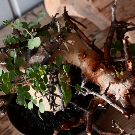 コミフォラ カタフ ピュア 輸入株［No.34］  ×磯部祐介 作「 鎧 - yoroi - 」5号鉢  植木鉢 笠間焼