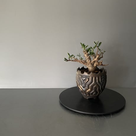 センナ 発根済 BS-05 × S.N.Pot "鎬丸" - crown - 3号鉢［作家  "根本峻吾"］