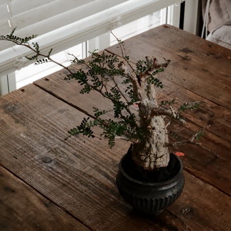オペルクリカリア パキプス φ6.5cm［No.4］  ×   小野瀬一 作品  3号 植木鉢