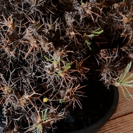 【 大株 】オトンナ ユーフォルビオイデス ［No.89］ ×  8号 浅鉢 植木鉢