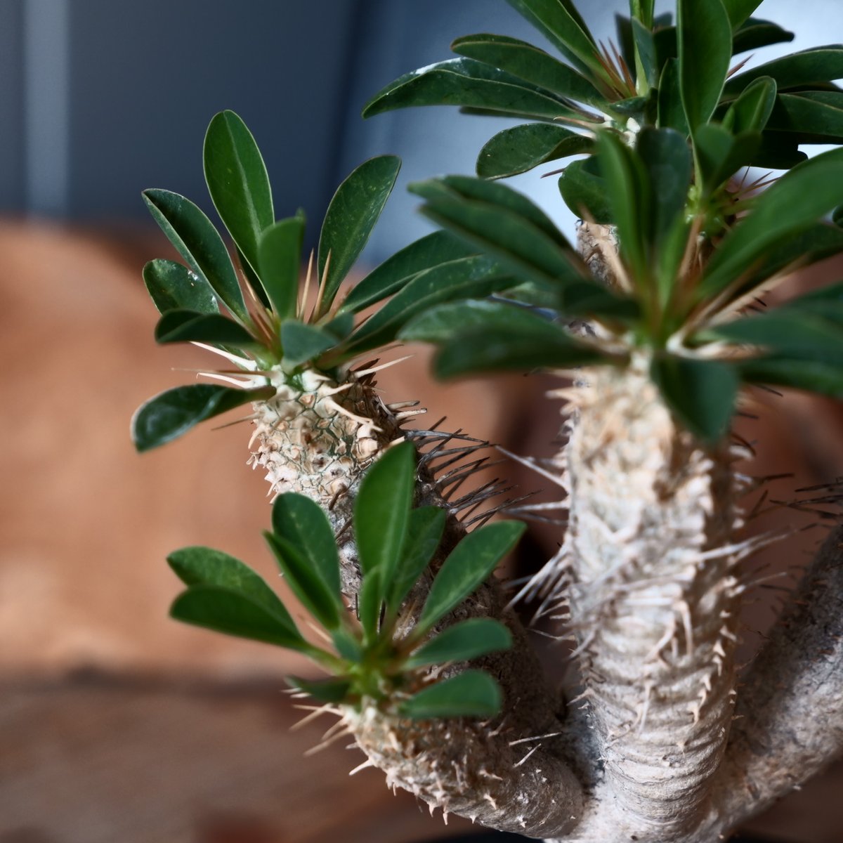 トーマス　ギラウミニアナ種子 35粒 トーマス様専用 ギラウミニアナ種子 35粒