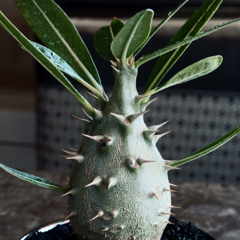 国内実生】パキポディウム・カクチペス［No.03］× 坂本新 作 作品