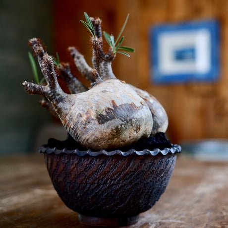 発根済 荒肌 多頭 グラキリス  - 象牙宮 - size L ［No.23］  ×  與那嶺大輔 作 「琉球飛び鉋」植木鉢