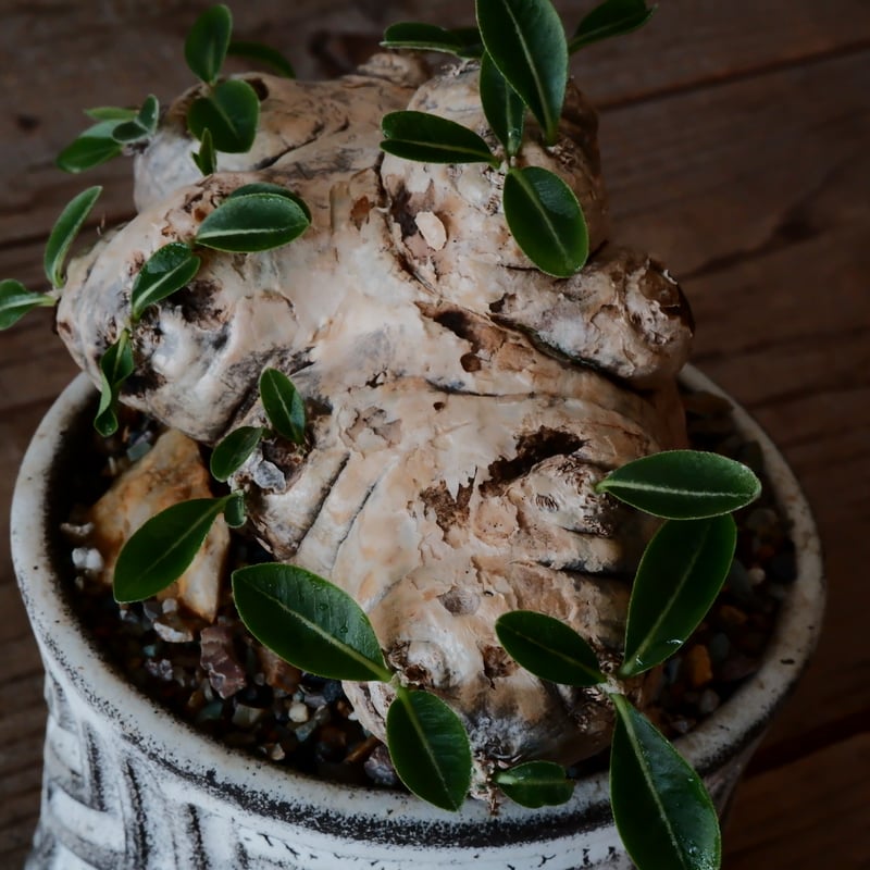 パキポディウム ブレビカウレ - 恵比寿笑い -［No.28］ × 根本峻吾 作