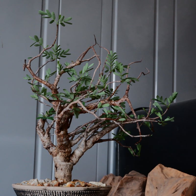 センナ メリディオナリス 現地株 発根済［No.29］ × 森田昌求 作