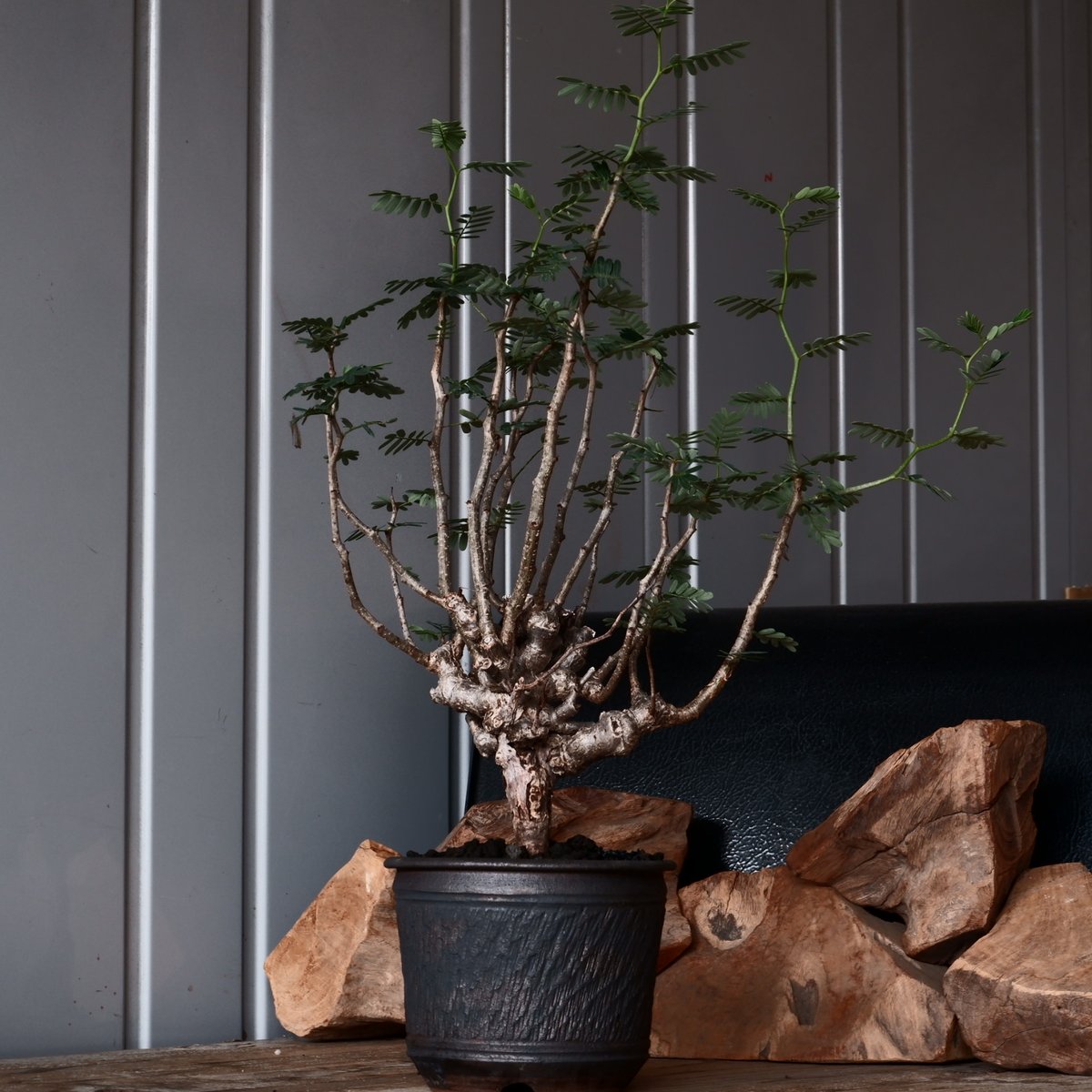 センナ メリディオナリス 輸入株［No.35］ × 與那嶺大輔 作 【 琉球飛