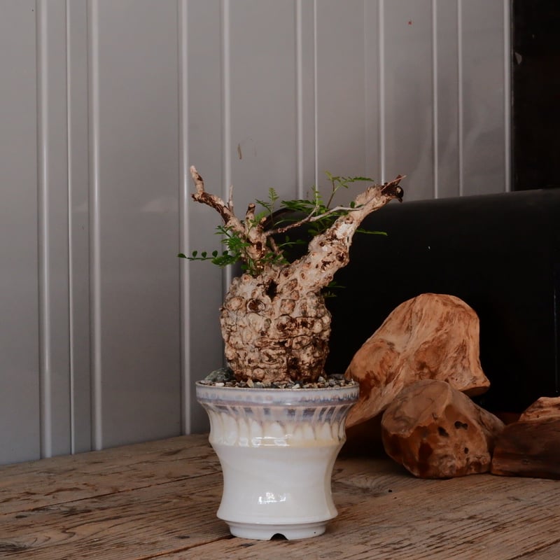 鶴仙園購入　オペルクリカリア　パキプス　現地株　SPICYGEM鉢 5 発根済 Operculicarya Pachypus オペルクリカリア・パキプス みやび